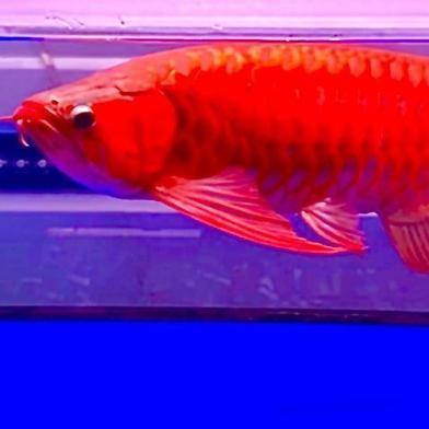 ARWANA SUPER RED