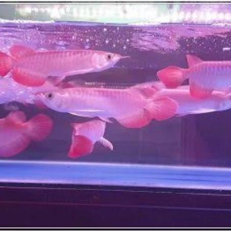 IKAN ARWANA SUPER RED 20- 22 cm sertifikat lengkap dan chip
