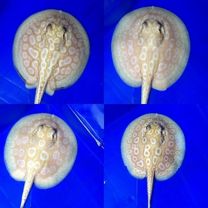 Hiasan Aquarium Pearl Albino Stingray
