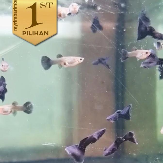 Paket Mix Koloni (isi 20) Guppy Black Moscow Jantan Betina Mix Ikan Hias Aquarium Tanaman Hiasan Aqu