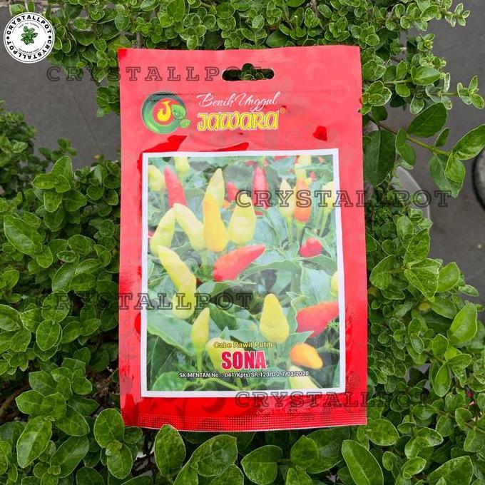 Parkz- Benih Bibit Cabe Rawit Putih Sona Benih Unggul Jara - Cabe Rawit Putih Sona