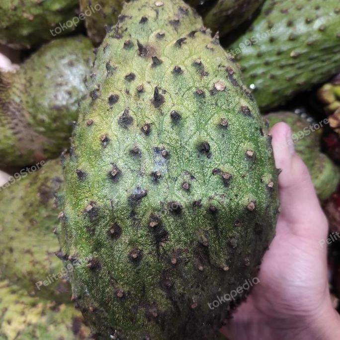 BUAH SIRSAK JUMBO MATANG POHON PROBOLINGGO