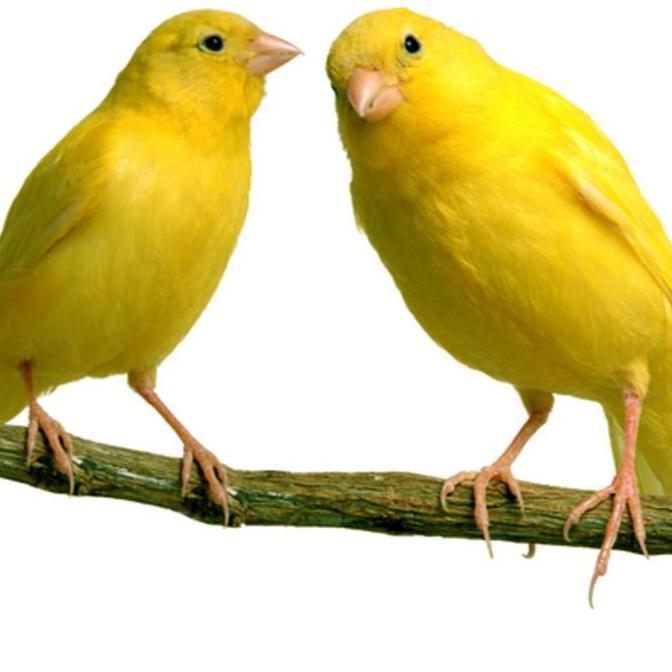 Dongmul- Primus Canary 300 Gram Primus Kenari Pakan Kenari
