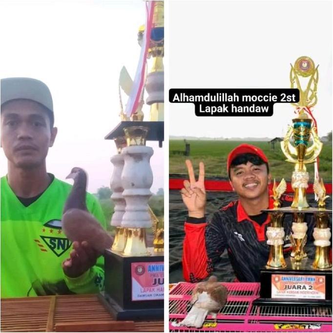 Dongmul- Jamu Burung Merpati Kolong Pil Alus Merah Khusus Bahan Dan Player Ninggal Isi 120 Stiker Me