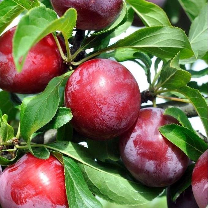 bibit Tanaman buah plum cangkok