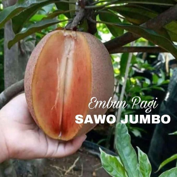 Bibit Pohon Buah Sawo Jumbo Thailand Bigsize