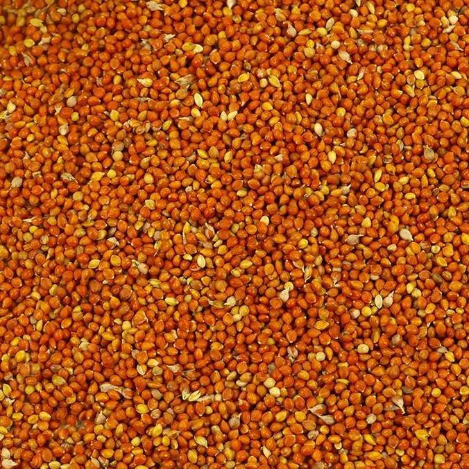 BIJI JAWAWUT / OTEK / JEWAWUT 1 KG