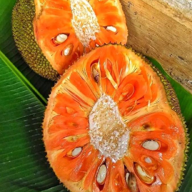 Bibit Nangka Merah Madu Jumbo Kualitas Premium Ketinggian Sekitar 60cm Tanaman Buah Segar TERJAMI