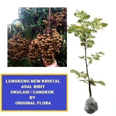 Bibit Kelengkeng New Kristal Klengkeng NewKristal Lengkeng New Kristal TERJAMI