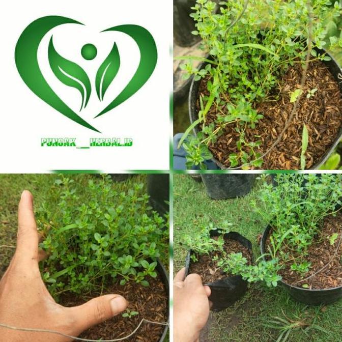 bibit tanaman thyme pohon thyme TERJAMI