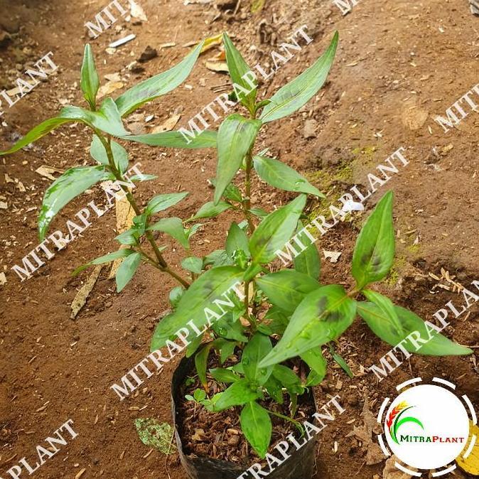 Bibit Tanaman Daun Kesum - Tanaman Daun laksa - Tanaman Herbal TERJAMI