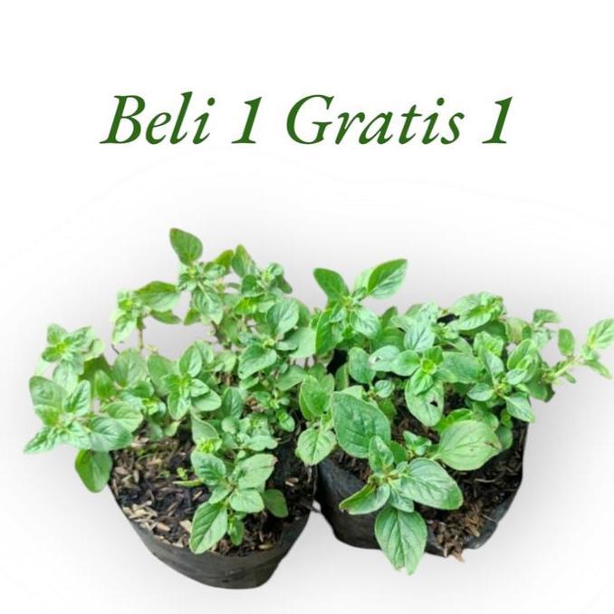 Bibit Tanaman Oregano // Tanaman Hias Oregano TERJAMI