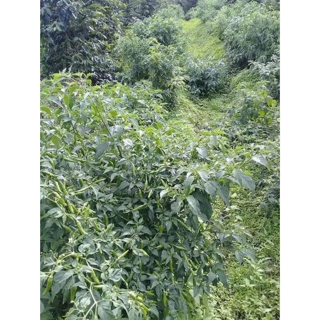 Benih Cabe Rawit Hijau Lojana Jawara 5Gr Buah Besar, Super Pedas, Cocok Pot & Lahan Dataran Rendah-T