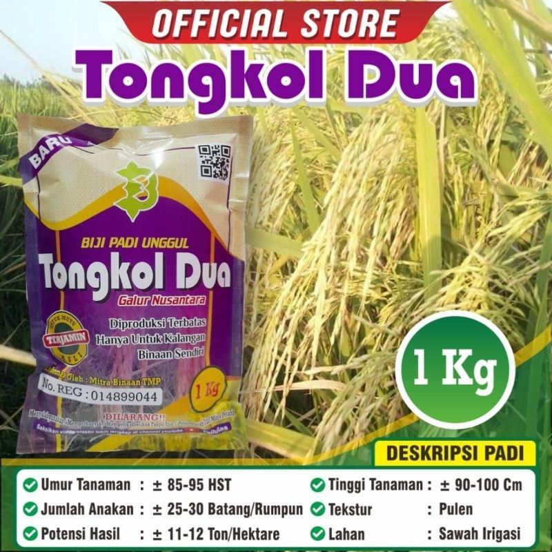 Padi Unggul Tongkol 2 / Biji Padi Unggul Tongkol 2 / Tongkol Dua