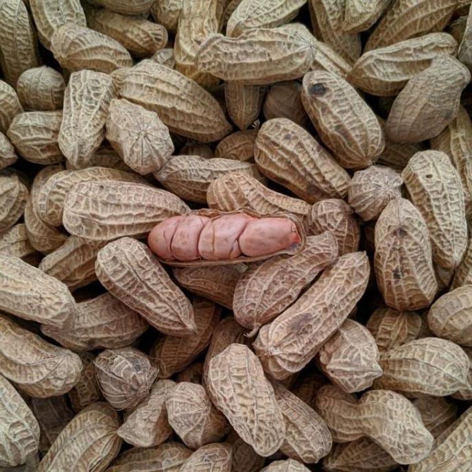 Barudatanglagi- Kacang Kulit Sangrai 3Kg (1Ball)Kacang Bakar Renyah/Agen Snack Cemilan