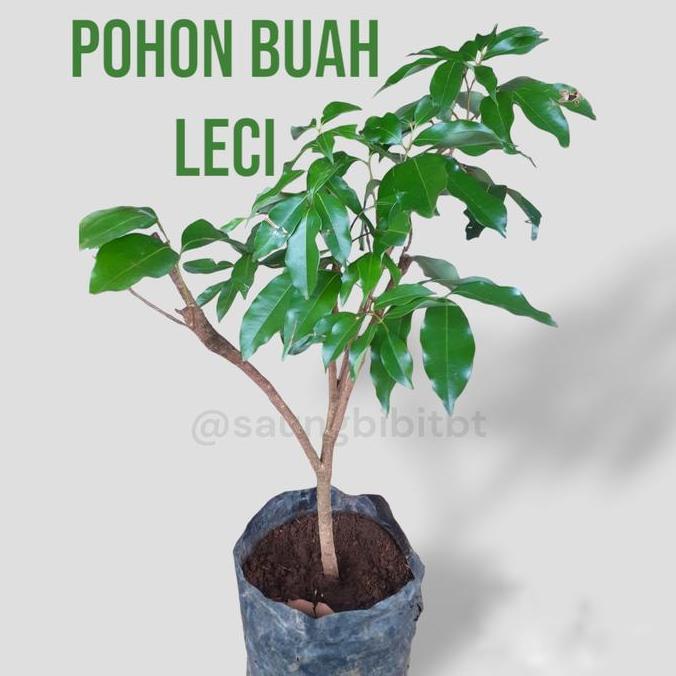 Pohon Buah Leci - Bibit Buah Leci - Bibit Pohon lici BISA BERBUAH DI POT