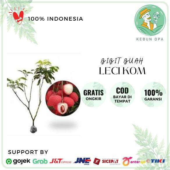 Bibit Leci Kom Super pohon leci dataran rendah BISA BERBUAH DI POT