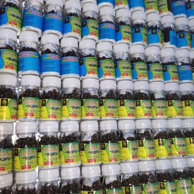 NEW SUPLEMEN SIPP PERKUTUT BREEDING POWER BENING ORI