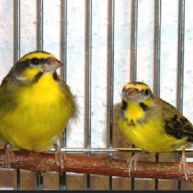 NEW BURUNG MOZAMBIK SEPASANG ORI
