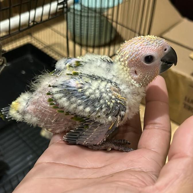 NEW SUN CONURE ANAKAN BABY PARROT READY UNTUK PETS KESAYANGAN ORI