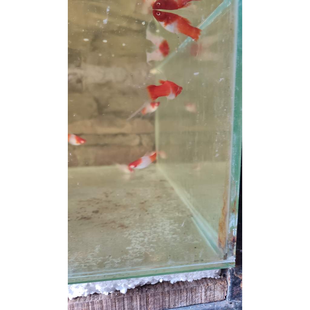 Ikan HIas Platy Kohaku Swordtail Badan Merah Putih