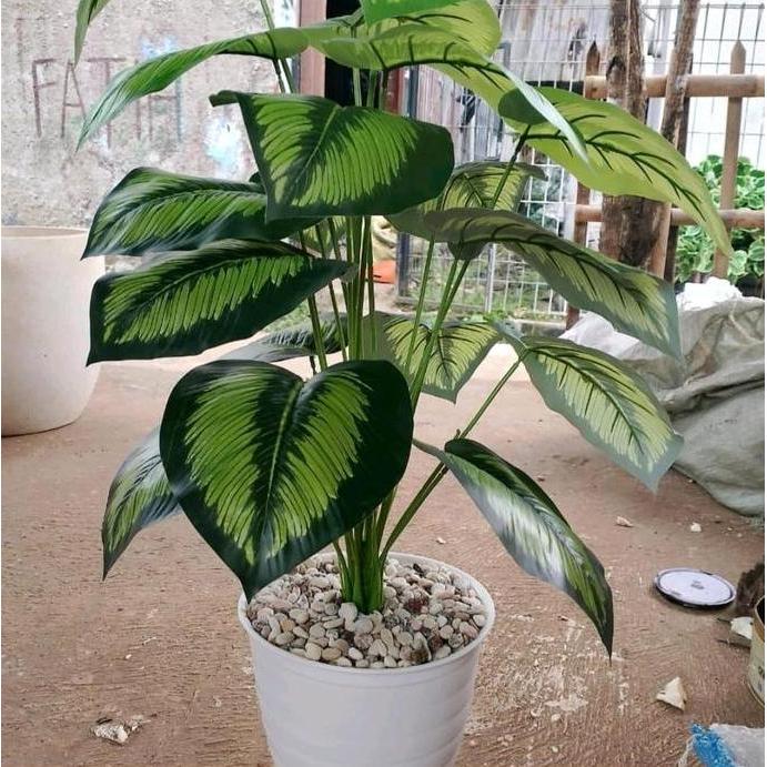 Tanaman hias tales jumbo x18 pohon hias/tanaman pisang/tanaman palem tinggi 70cm/bahan latek