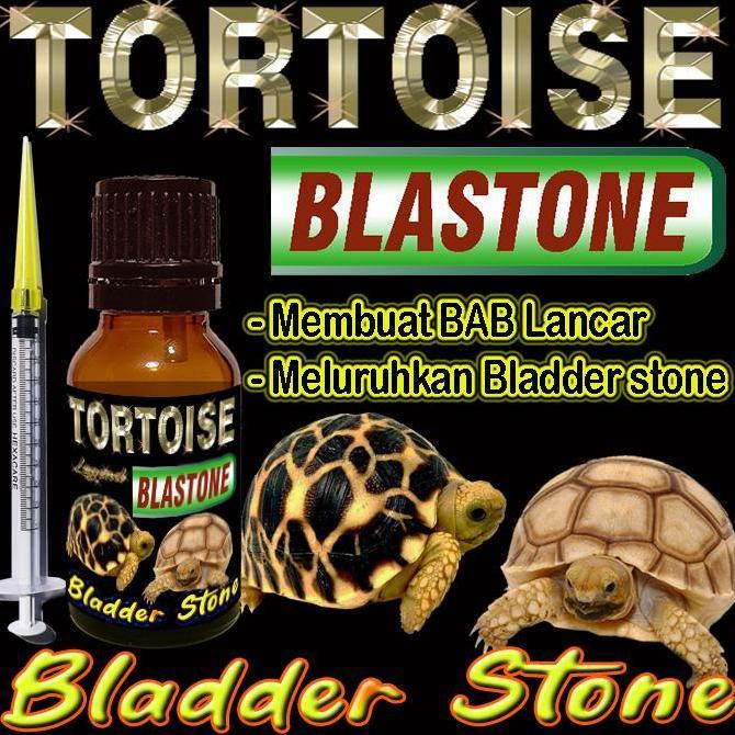 TORTOISE BLASTONE CAIR OBAT BLADDER STONE BS MELURUHKAN URATES KURA-KURA DARAT MENGOBATI PENYAKIT BA
