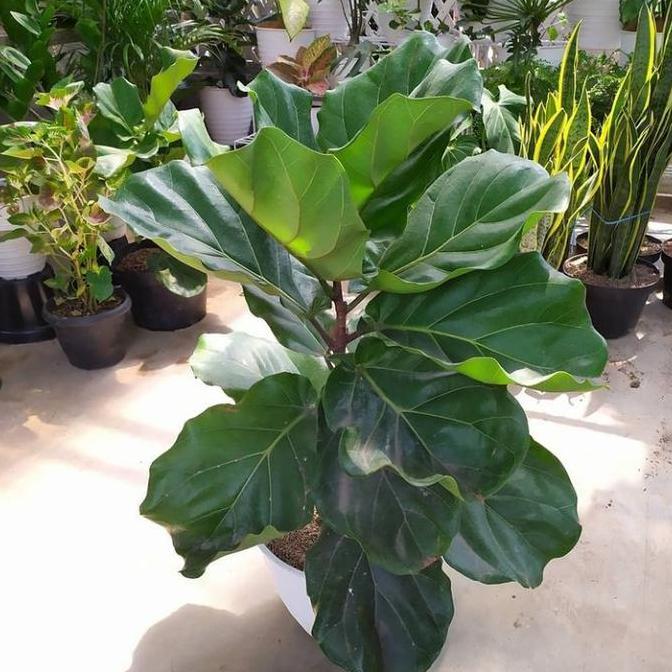 Tanaman hias Ketapang biola Cantik - daun besar - indor dan outdor