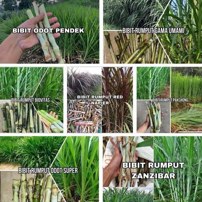 Bibit Rumput Mix 7 Jenis Bibit 2 kg (ODOT PENDEK, ODOT SUPER, BIOVITAS, GAMMA UMAMI, PAKCHONG, RED N
