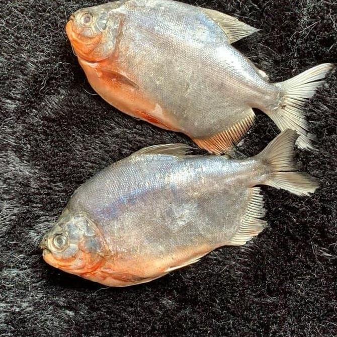 Cibo- Ikan Bal Merah Segar 1Kg / Ikan Laut Segar 1 Kg