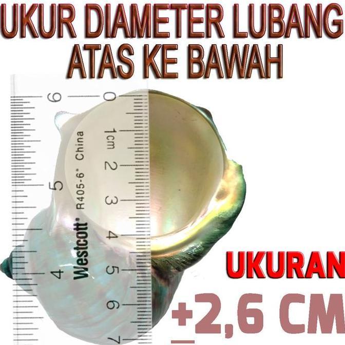 NS005 SHELL/CANGKANG KELOMANG POMPONGAN KEPOMPONG MURAH MERIAH