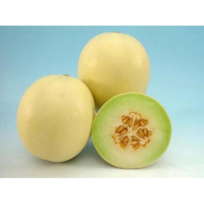 ready Benih Bibit Biji - Melon Apel Silver Light F1 Hybrid (Oriental Sweet) murah