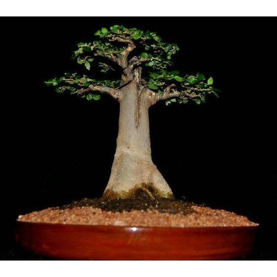 ready Benih / Bibit / Biji - Adansonia (Baobab) Digitata for Bonsai - IMPORT murah