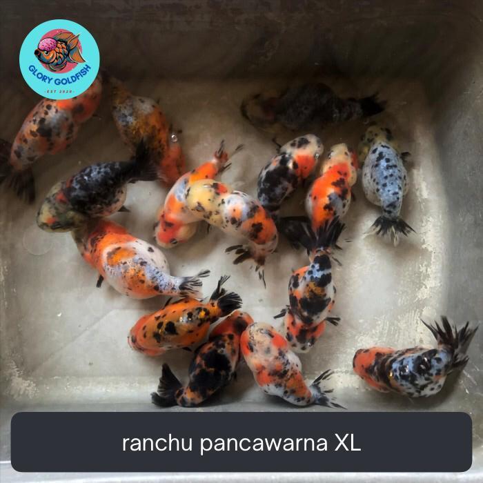 Ikan Hias Mas Koki Ranchu Buffalo Lionchu Rancu Bufalo