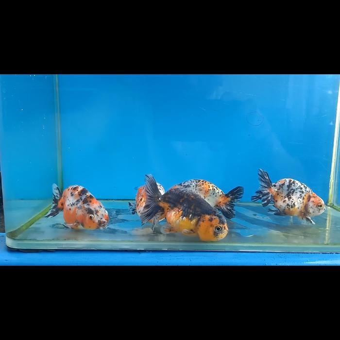 Ikan Koki Ranchu Calico size 9-10 cm