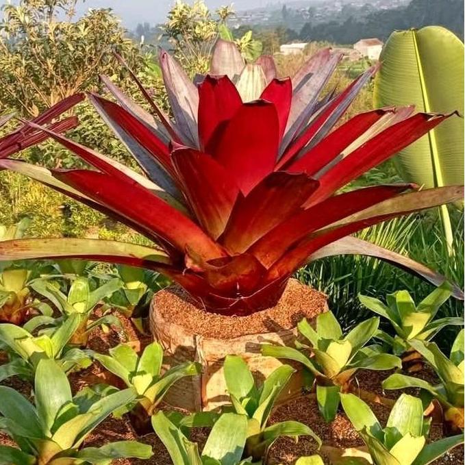 bromelia red imperialis - bromel giant imperial