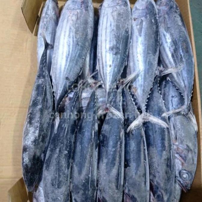 [] ikan cakalang beku segar