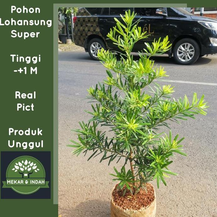 Okebro- Noni- Tanaman Hias Lohansung Tain / Pohon Lohansung Besar Kualitas Satu