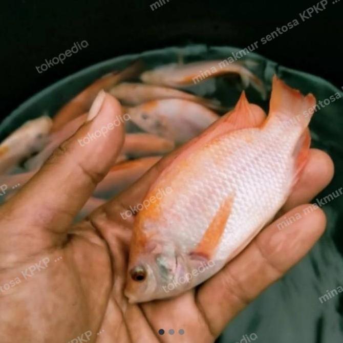 paket bibit ikan nila gesit warna isi 50 ekor ukuran 2-3 jari