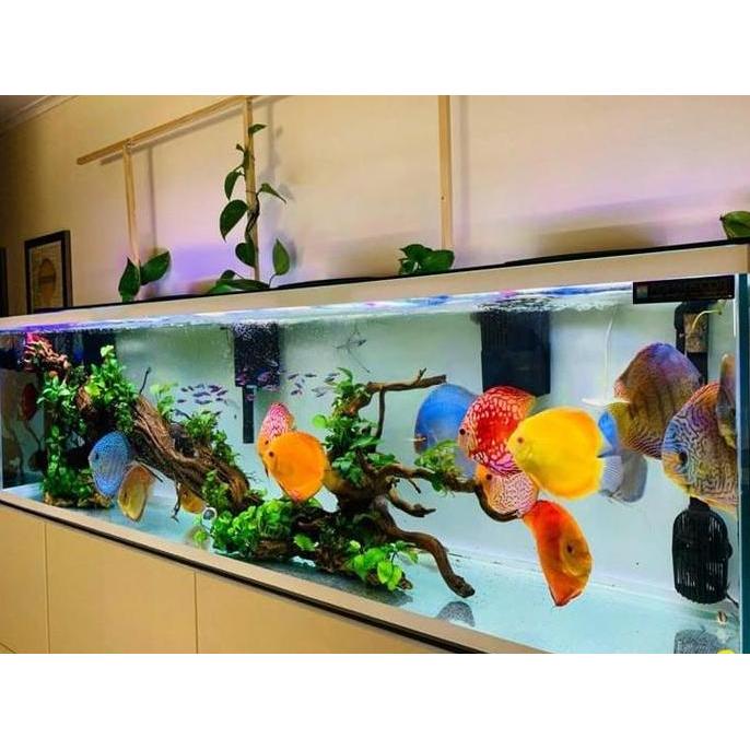 Ikan discus mix / paket ikan discus / discus mix 1 inch / discus mix 1.5 inch / discus mix 2 inch / 