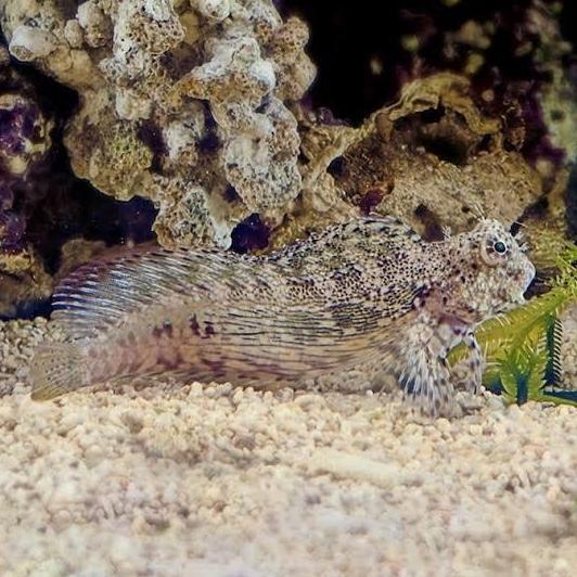 ikan hias laut jabing glodok cleaning crew makan lumut di akuarium air laut
