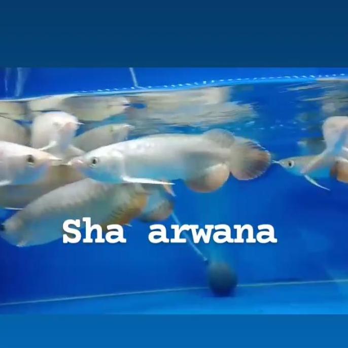 OK IKAN ARWANA BLUEBASE GOLDEN RED HB ARWANA GOLDEN RED HIGHBACK ''