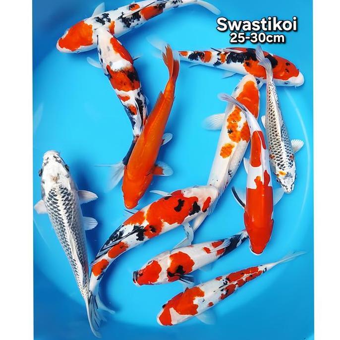 '' IKAN KOI BLITAR 10 EKOR GRADE A *