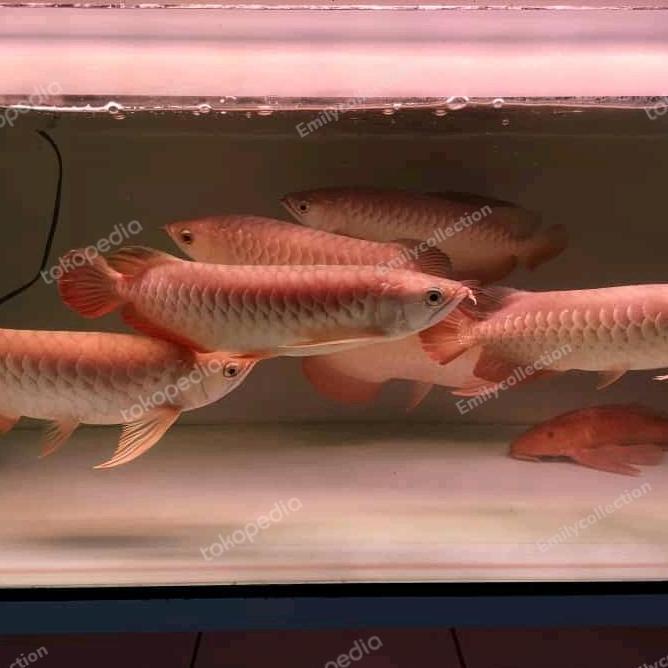 VIRALL AROWANA ARWANA JENIS GOLDEN RED RTG GR EMAS RED TAIL GOLD 40-42CM ''