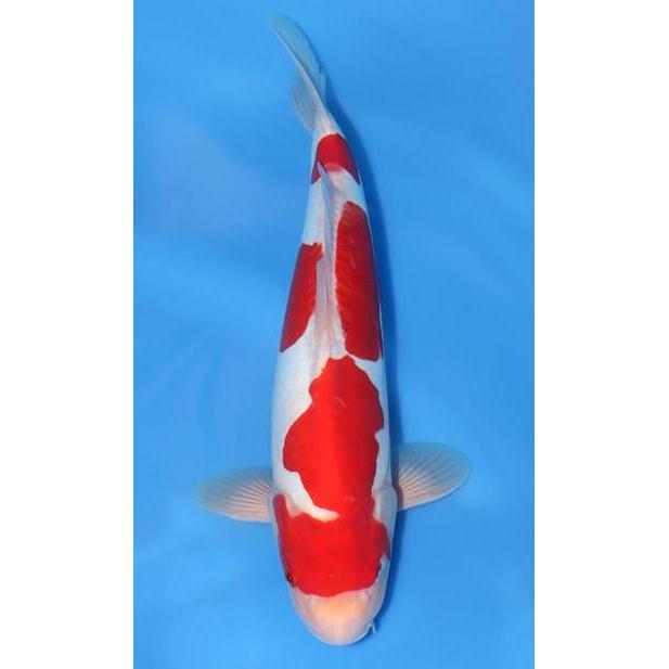 '' IKAN KOI KOHAKU BLITAR 31-33 CM GRADE A //