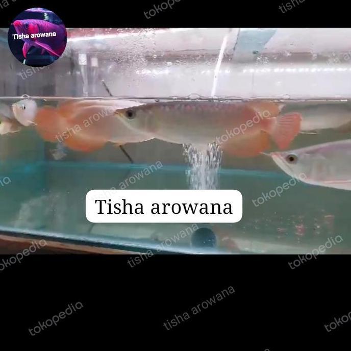 FYP ARWANA SUPER RED CHILI SUMO CHILI RED AROWANA GRADE A ''