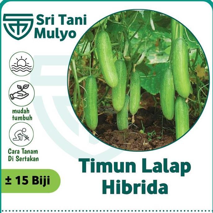 Biji Benih Timun Lalap Hibrida F1 Repack 15 Biji - Bibit Tanaman Sayur Sayuran Toska Jepang Allshop