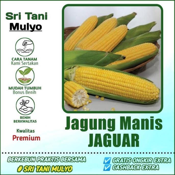 25 Biji - Benih Jagung Manis Jaguar F1 - Bibit Sayuran Benih Sayuran Jagung Madu Jagung Kuning Allsh