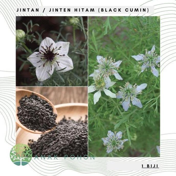 Benih / Bibit / Biji Jintan / Jinten Hitam (Black Cumin) Import Allshop