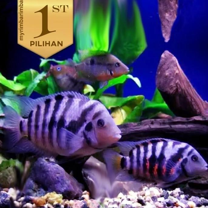 Paket Koloni Purple Convict Cichlid Ikan Hias Aquascape Hiasan Aquarium Tanaman Air